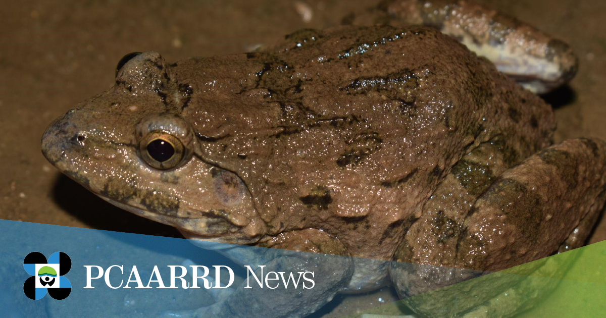 Assessing Anuran Species: DOST-PCAARRD monitors CTU project in Cebu watersheds